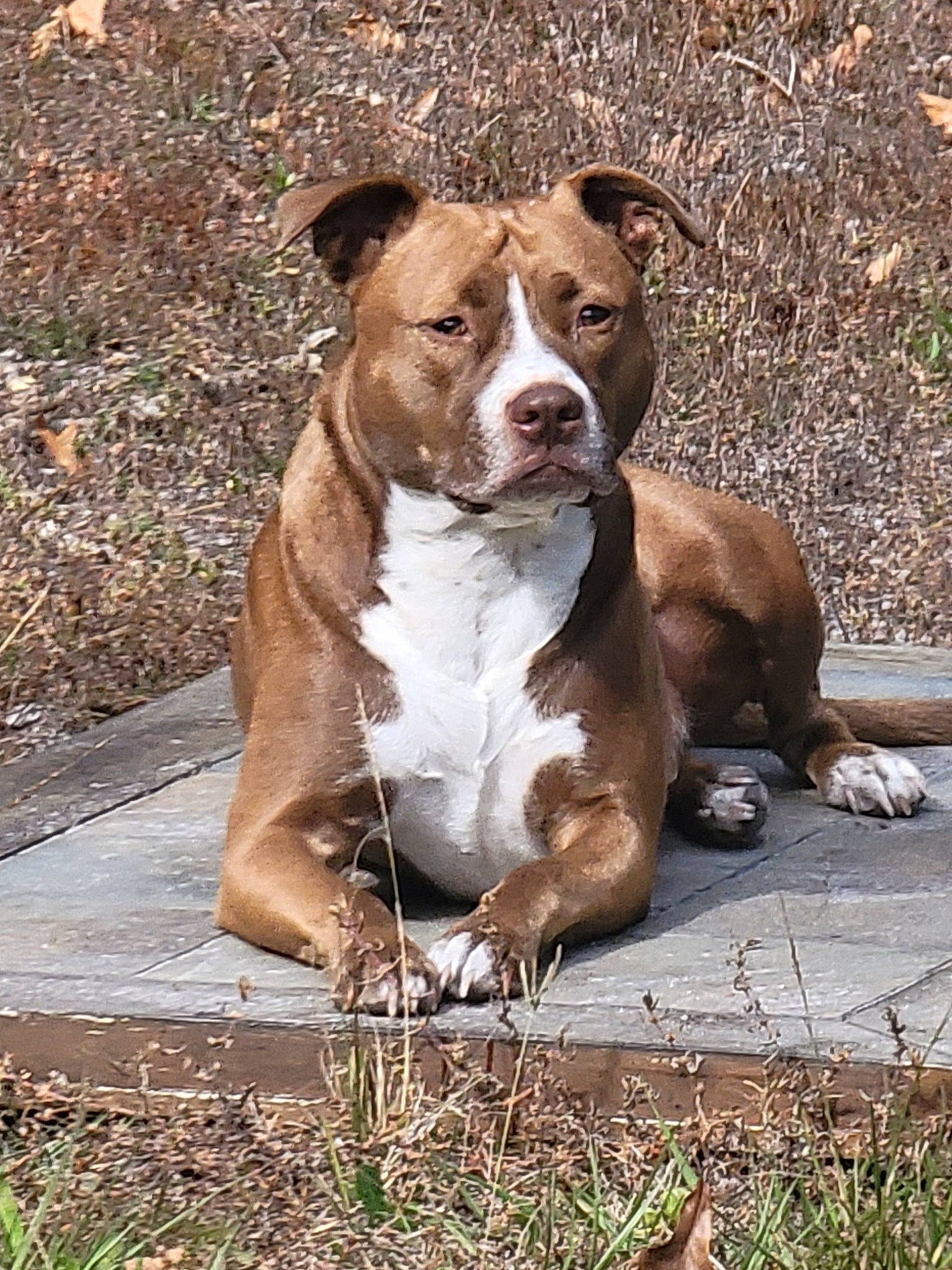 Drax joined the competition — help win amazing prizes! ancient_dog_breeds, canidae, carnivore, collar, companion_dog, dog, dog_breed, dog_collar, fawn, grass, liver, non_sporting_group, plant, snout, sporting_group, terrestrial_animal, whiskers, working_animal, working_dog, wrinkle