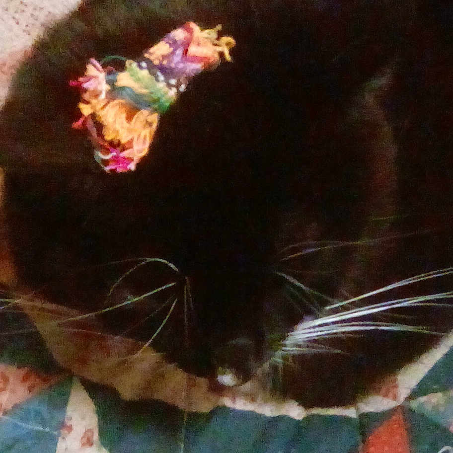 Isabelle joined the competition — help win amazing prizes! black_cat, carnivore, cat, ear, felidae, fur, kitten, linens, small_to_medium_sized_cats, snout, tail, textile, whiskers