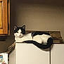 cat, black_and_white, indoor, kitchen, cabinet, feline, pet, relaxed, lounging, fur, domestic_animal, animal, resting, curious, home, furniture, quiet, still_life, mammal, companion