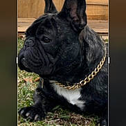 Chops Fincher joined the competition — help win amazing prizes! animal, black_dog, calm, canine, collar, dog, ears, french_bulldog, fur, gold_chain, grass, laying_down, outdoor, paw, pet, pet_accessory, portrait, side_view, white_patch, wood_background