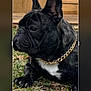 animal, black_dog, calm, canine, collar, dog, ears, french_bulldog, fur, gold_chain, grass, laying_down, outdoor, paw, pet, pet_accessory, portrait, side_view, white_patch, wood_background