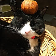 Pixie participe au concours pour gagner de l'argent avec cette photo : cat, black_and_white, orange, fruit, basket, indoor, pet, animal, whiskers, fur, relaxed, sleepy, nose, ears, collar, kitchen, counter, close_up, domestic, cute