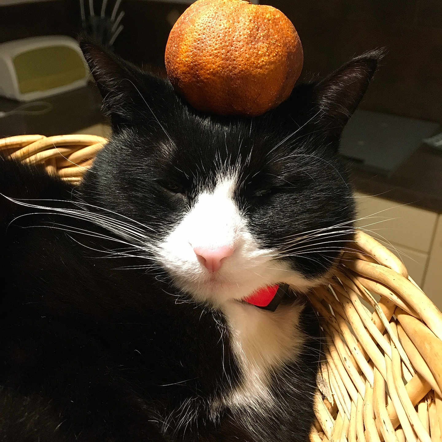 Pixie participe au concours pour gagner de l'argent avec cette photo : cat, black_and_white, orange, fruit, basket, indoor, pet, animal, whiskers, fur, relaxed, sleepy, nose, ears, collar, kitchen, counter, close_up, domestic, cute