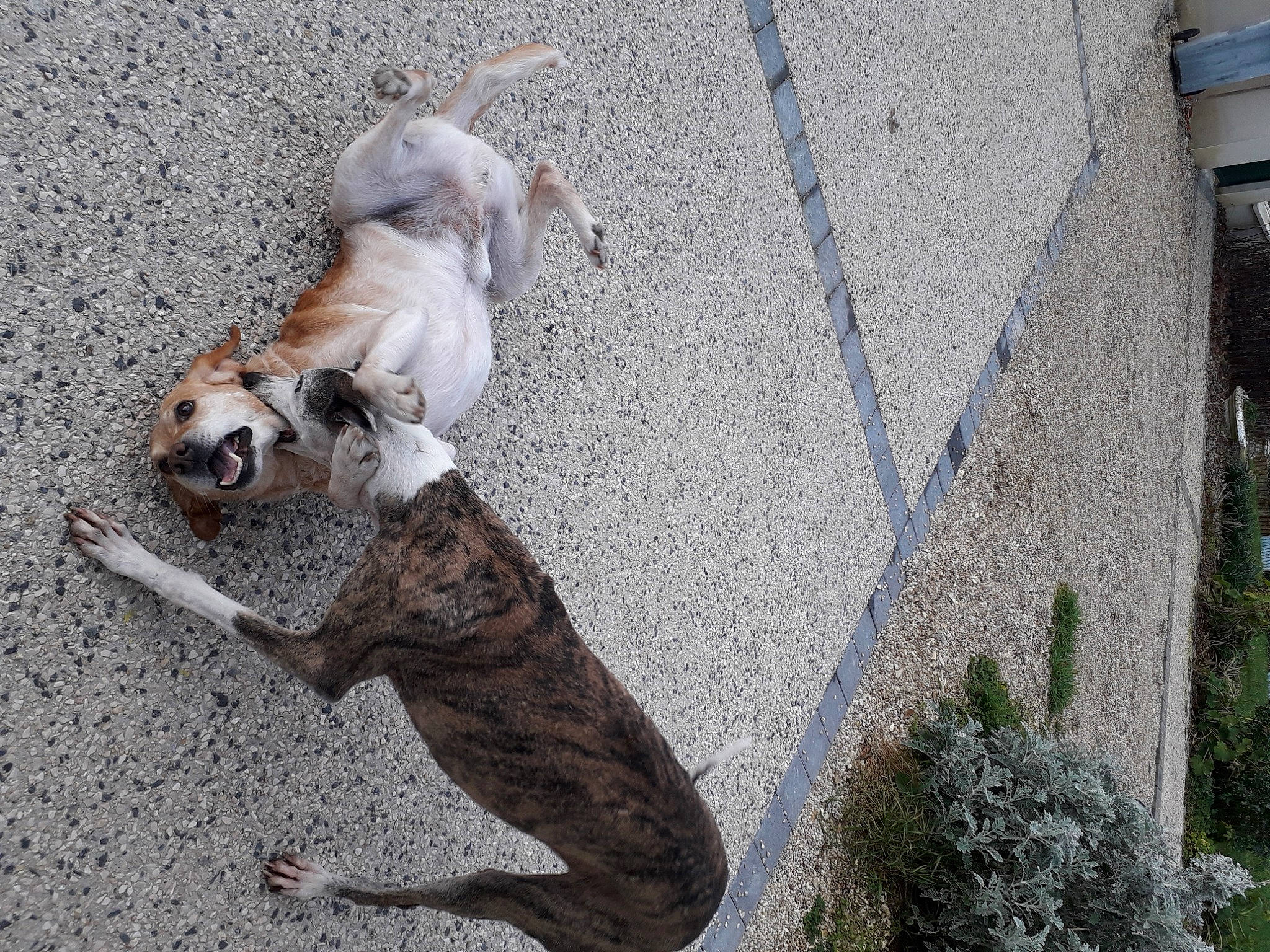 Caretta participe au concours pour gagner de l'argent avec cette photo : american_bulldog, american_staffordshire_terrier, bulldog, canidae, carnivore, companion_dog, dog, dog_breed, fawn, non_sporting_group, old_english_bulldog, olde_english_bulldogge, sporting_group, tail