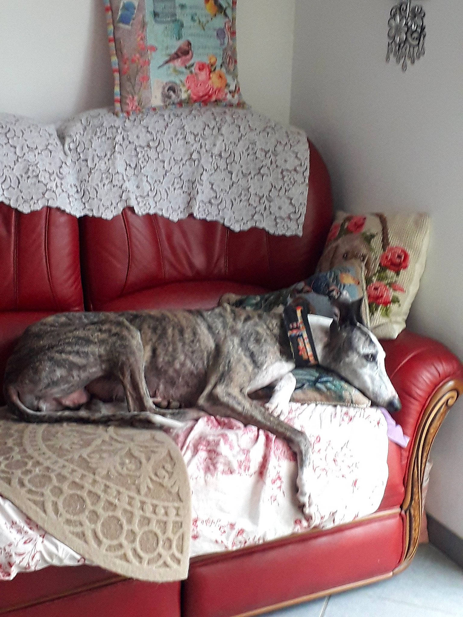 Caretta participe au concours pour gagner de l'argent avec cette photo : carnivore, comfort, companion_dog, couch, dog_breed, felidae, floor, flooring, furniture, grey, interior_design, living_room, pillow, sofa_bed, studio_couch, table, textile, wall, white, wood