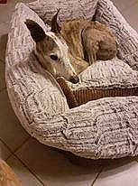 Caretta participe au concours pour gagner de l'argent avec cette photo : canidae, carnivore, comfort, companion_dog, dog, dog_bed, dog_breed, fawn, felidae, pet_supply, recreation, room, sighthound, snout, sporting_group, terrestrial_animal, wicker, wildlife, wood, working_animal