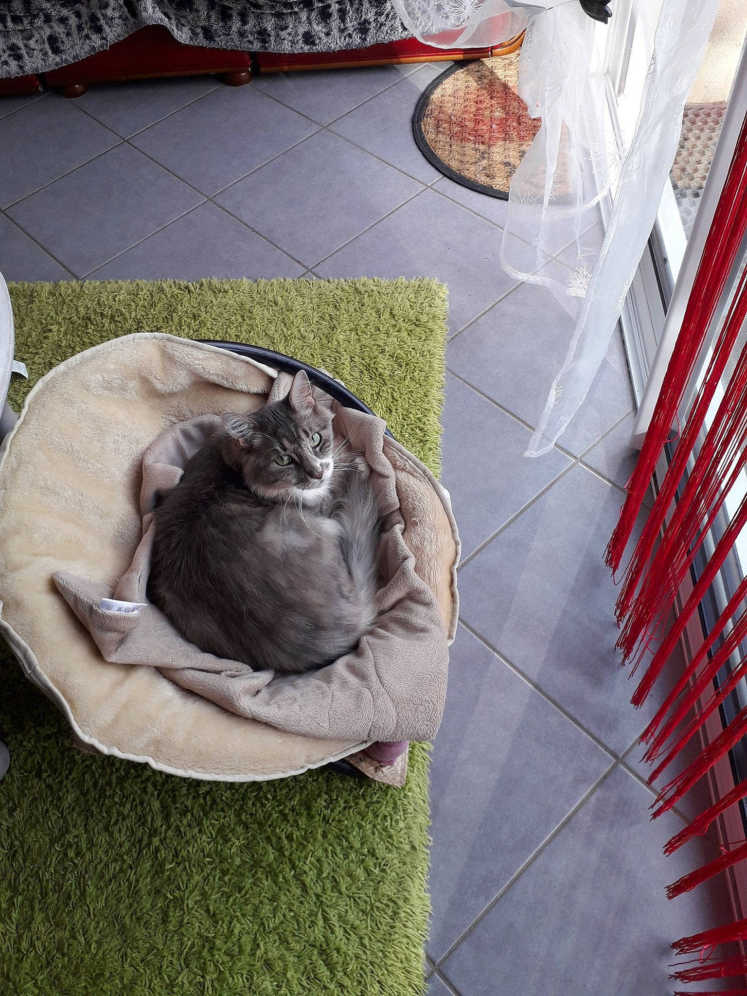 Jimmy participe au concours pour gagner de l'argent avec cette photo : carnivore, cat, comfort, dog_breed, domestic_short_haired_cat, felidae, flooring, fur, grass, grey, groundcover, nap, pattern, plant, small_to_medium_sized_cats, sporting_group, tail, whiskers, wood