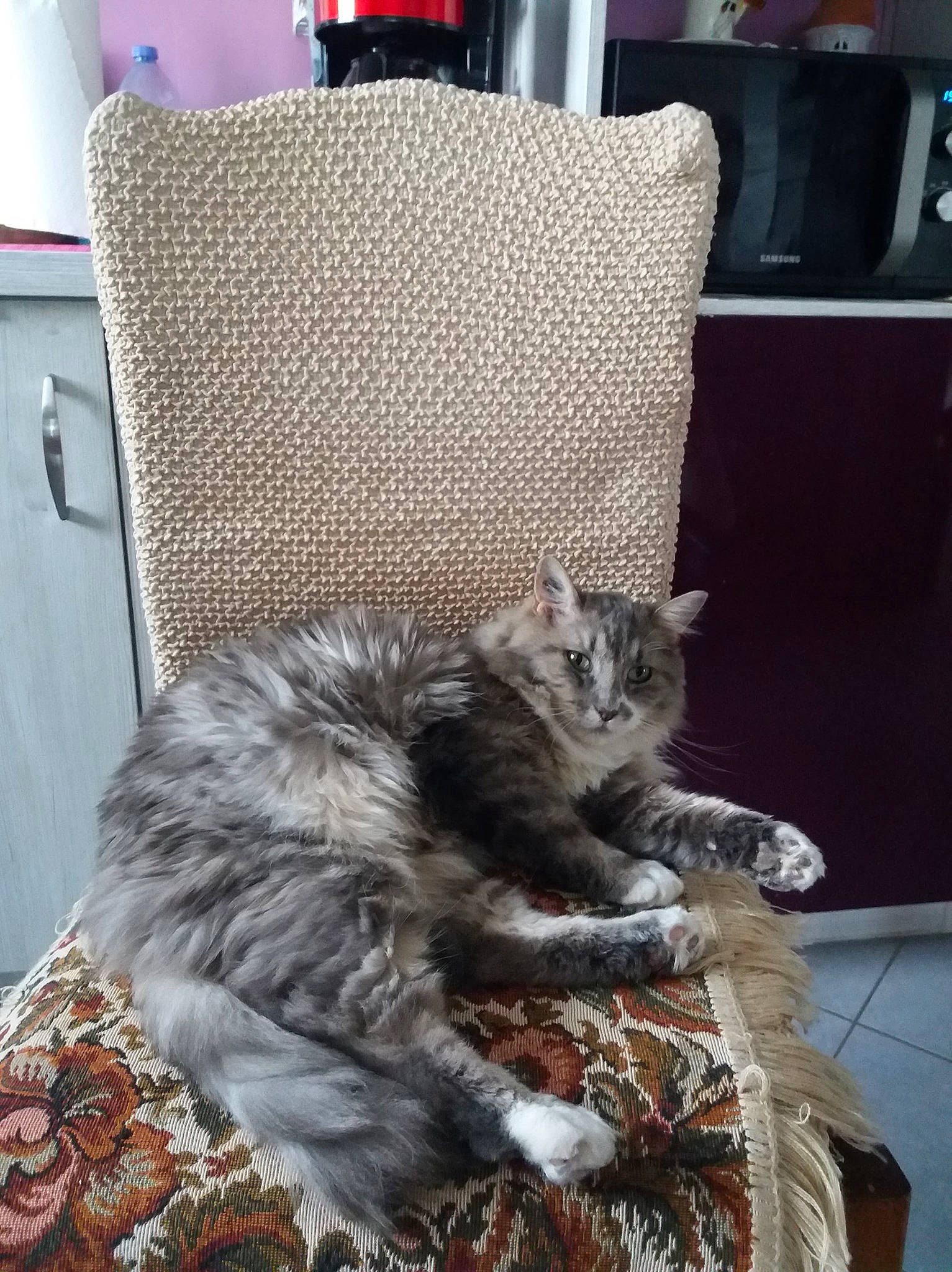 Jimmy participe au concours pour gagner de l'argent avec cette photo : carnivore, cat, chair, claw, comfort, couch, domestic_short_haired_cat, felidae, flooring, fur, grey, living_room, pillow, room, sitting, small_to_medium_sized_cats, tail, television, throw_pillow, whiskers