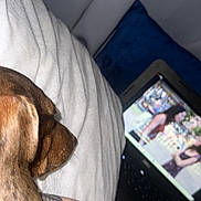 Mabel is registered to the contest to win money with this photo: animal, bed, blanket, brown_dog, comfort, cozy, dog, fur, indoor, laptop, pet, relaxation, resting, screen, side_view, sleepy, tattoo, technology, watching, white_blanket