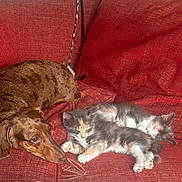Lady Penelope joined the competition — help win amazing prizes! dog, kitten, cat, sleeping, couch, red_couch, pet, animal, fur, resting, cozy, indoor, friendship, cute, domestic_animal, brown_dog, fluffy, nap, relaxing, companion