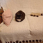 Noisette a rejoint le concours — aidez-le/la à gagner de superbes lots ! cat, sofa, blanket, pillow, plush_toy, indoor, furniture, pet, animal, cozy, loaf_position, knitted, textile, brown_floor, domestic, resting, cute, fur, whiskers, eyes