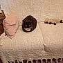 cat, sofa, blanket, pillow, plush_toy, indoor, furniture, pet, animal, cozy, loaf_position, knitted, textile, brown_floor, domestic, resting, cute, fur, whiskers, eyes