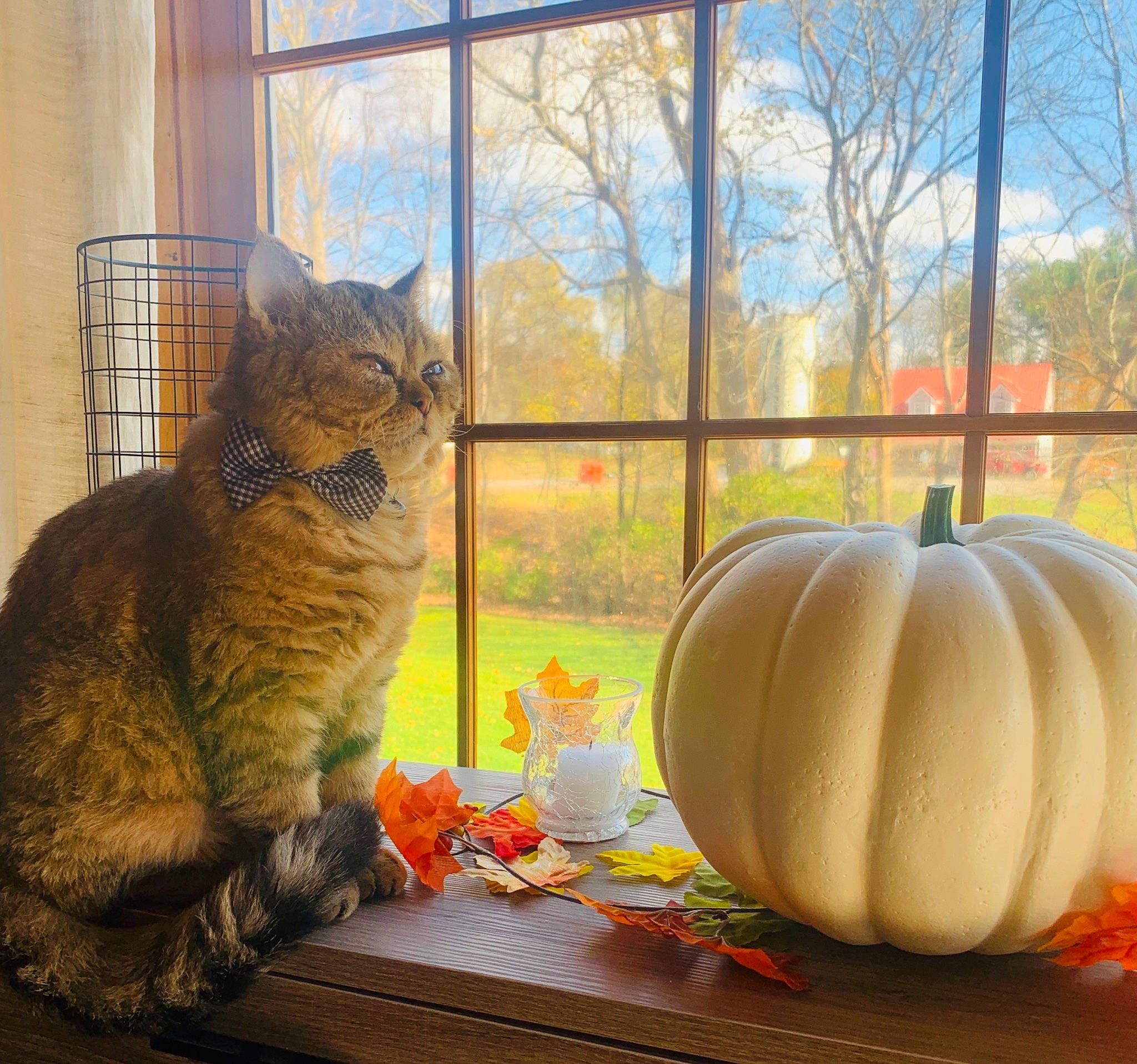 Sweet Potato is registered to the contest to win money with this photo: autumn, calabaza, carnivore, cat, cucurbita, felidae, fruit, gourd, leaf, plant, pumpkin, room, small_to_medium_sized_cats, still_life, whiskers, window, winter_squash