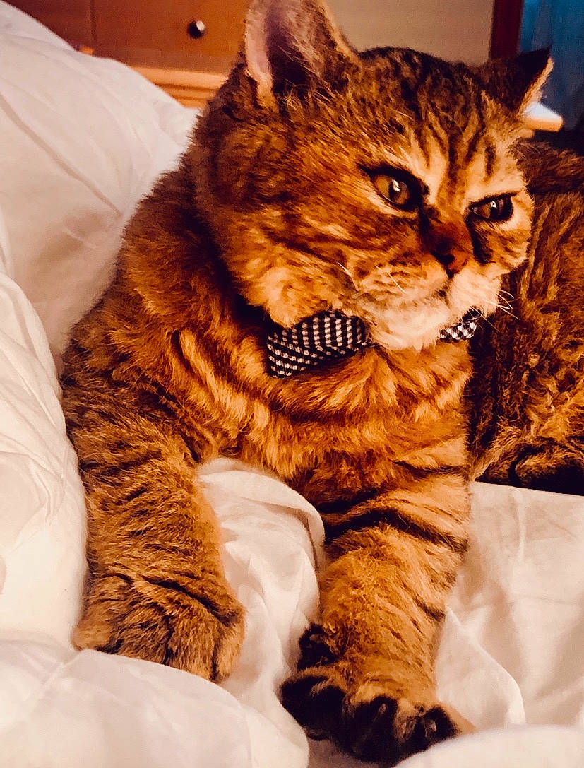 Sweet Potato joined the competition — help win amazing prizes! american_shorthair, asian, california_spangled, carnivore, cat, claw, domestic_short_haired_cat, dragon_li, european_shorthair, felidae, fur, kitten, kurilian_bobtail, mammal, pixie_bob, siberian, small_to_medium_sized_cats, tabby_cat, toyger, whiskers