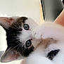 Rio participe au concours pour gagner de l'argent avec cette photo : abyssinian, angora, animal, cat, kitten, manx, pet, siamese