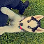 Raven participe au concours pour gagner de l'argent avec cette photo : adult, animal, canine, clothing, dog, field, footwear, grass, grassland, husky, lawn, male, man, nature, pants, person, pet, plant, puppy, shoe
