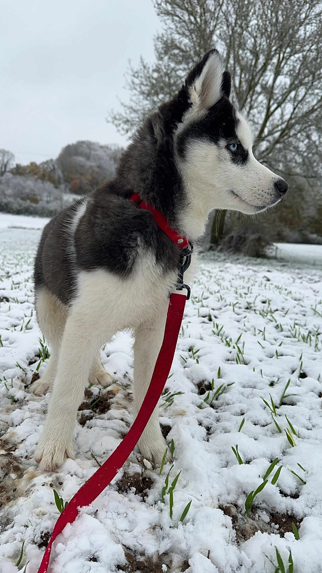 Raven a rejoint le concours — aidez-le/la à gagner de superbes lots ! accessories, animal, canine, collar, dog, eskimodog, husky, leash, nature, outdoors, pet, plant, puppy, rock, snow, strap, winter
