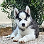 Raven participe au concours pour gagner de l'argent avec cette photo : animal, ball, canine, dog, eskimodog, flagstone, herbal, herbs, husky, path, pet, plant, pottedplant, puppy, rock, slate, soil, tree, walkway, whitedog