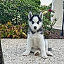 animal, canine, dog, eskimodog, flagstone, herbal, herbs, husky, leaf, nature, outdoors, path, pet, plant, pottedplant, puppy, rock, slate, soil, walkway