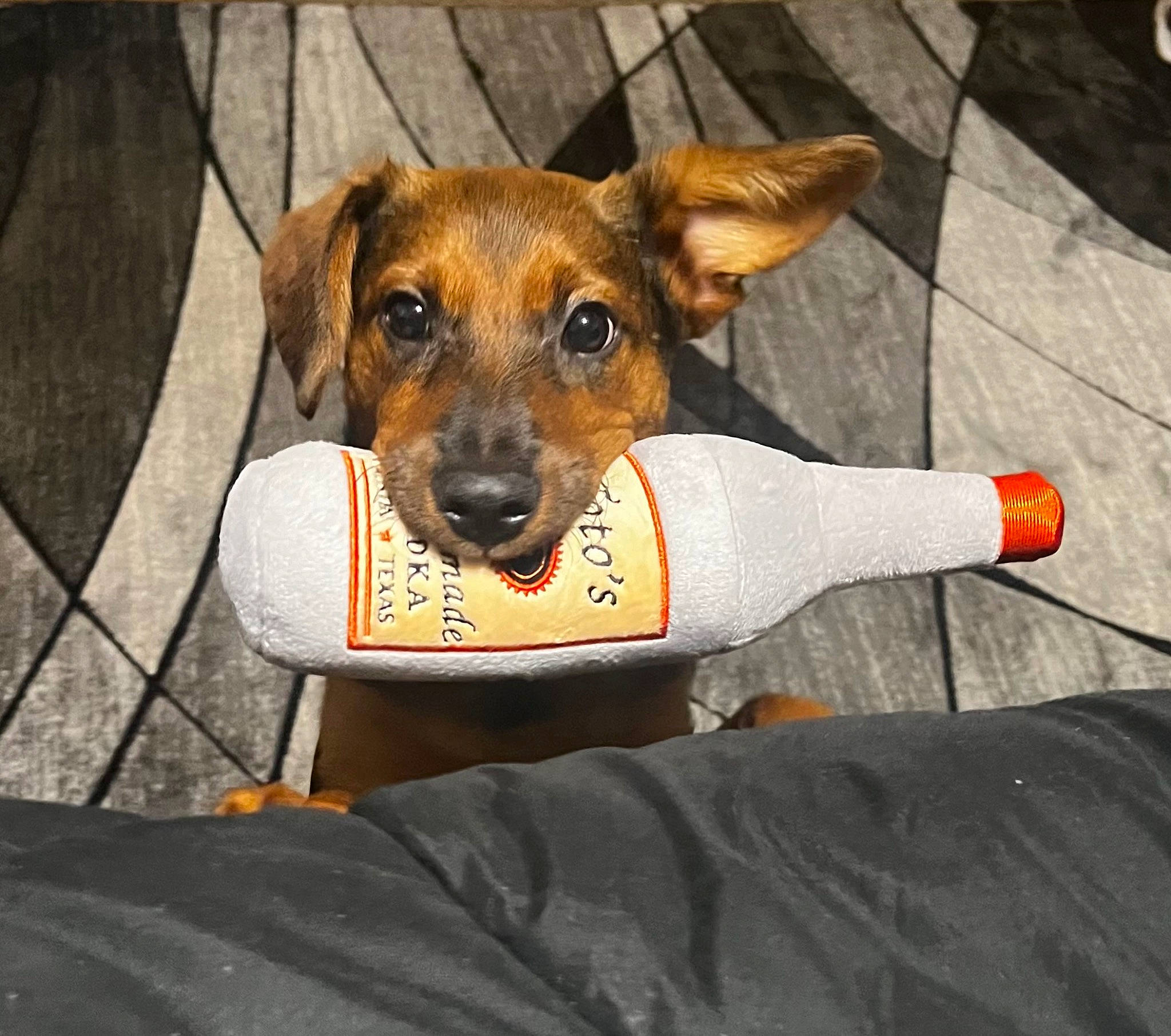 Tito is registered to the contest to win money with this photo: ancient_dog_breeds, canidae, carnivore, collar, companion_dog, dog, dog_breed, dog_collar, dog_supply, fawn, fur, paw, pet_supply, plant, sitting, snout, sporting_group, whiskers, working_animal, working_dog