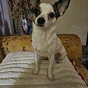 Mouse Lumiere is registered to the contest to win money with this photo: animal, architecture, bed, bedroom, blanket, building, canine, chihuahua, cockerspaniel, couch, cushion, dog, furniture, homedecor, indoors, linen, livingroom, pet, puppy, room
