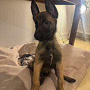 Aïko a rejoint le concours — aidez-le/la à gagner de superbes lots ! puppy, dog, pet, indoors, cushion, floor, wooden_table, lamp, ears, fur, cute, young, animal, domestic, looking_away, cozy, light, shadow, home, resting
