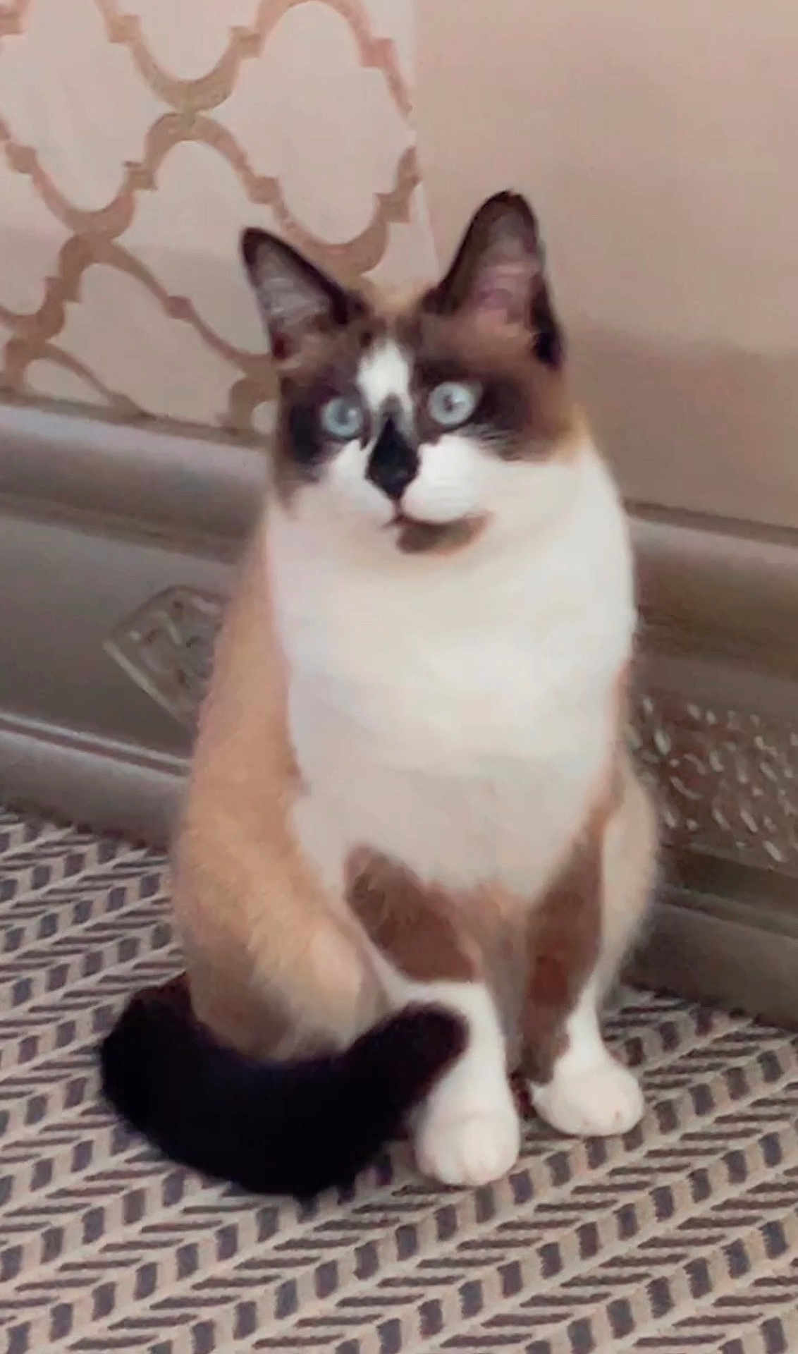 Bijou