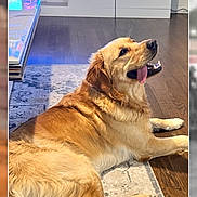 Teddy is registered to the contest to win money with this photo: canine, companion_animal, dog, domestic_animal, floor, furniture, golden_retriever, happy, hardwood_floor, home, indoor, living_room, lying_down, mammal, modern, pet, relaxed, rug, television, tongue_out