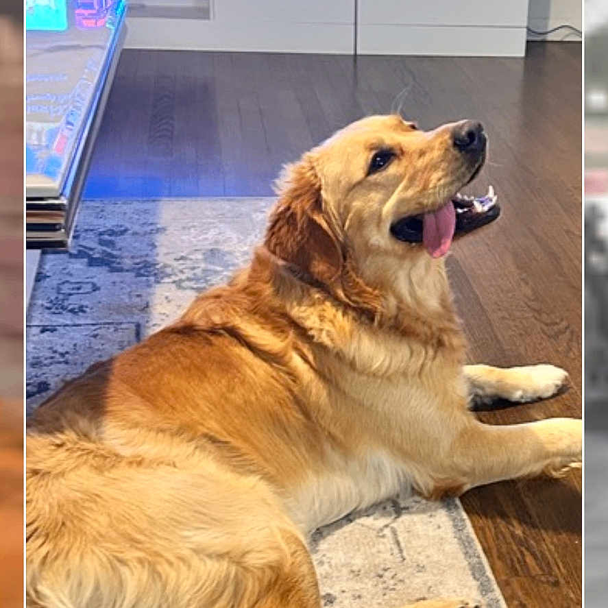 Teddy is registered to the contest to win money with this photo: canine, companion_animal, dog, domestic_animal, floor, furniture, golden_retriever, happy, hardwood_floor, home, indoor, living_room, lying_down, mammal, modern, pet, relaxed, rug, television, tongue_out