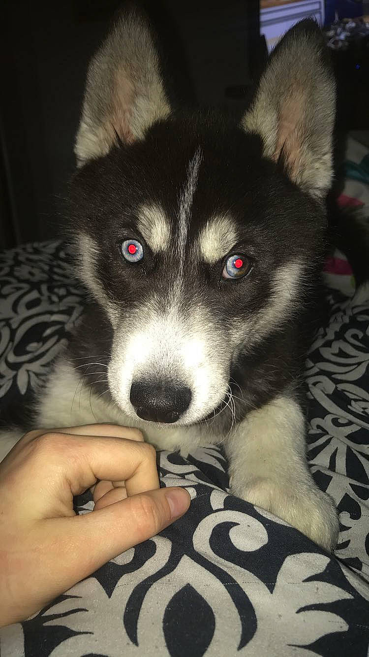 Tipper is registered to the contest to win money with this photo: bored, canidae, carnivore, companion_dog, dog, dog_breed, fur, herding_dog, monochrome_photography, nail, non_sporting_group, paw, sitting, sled_dog, snout, sporting_group, sports_equipment, whiskers, working_animal, working_dog