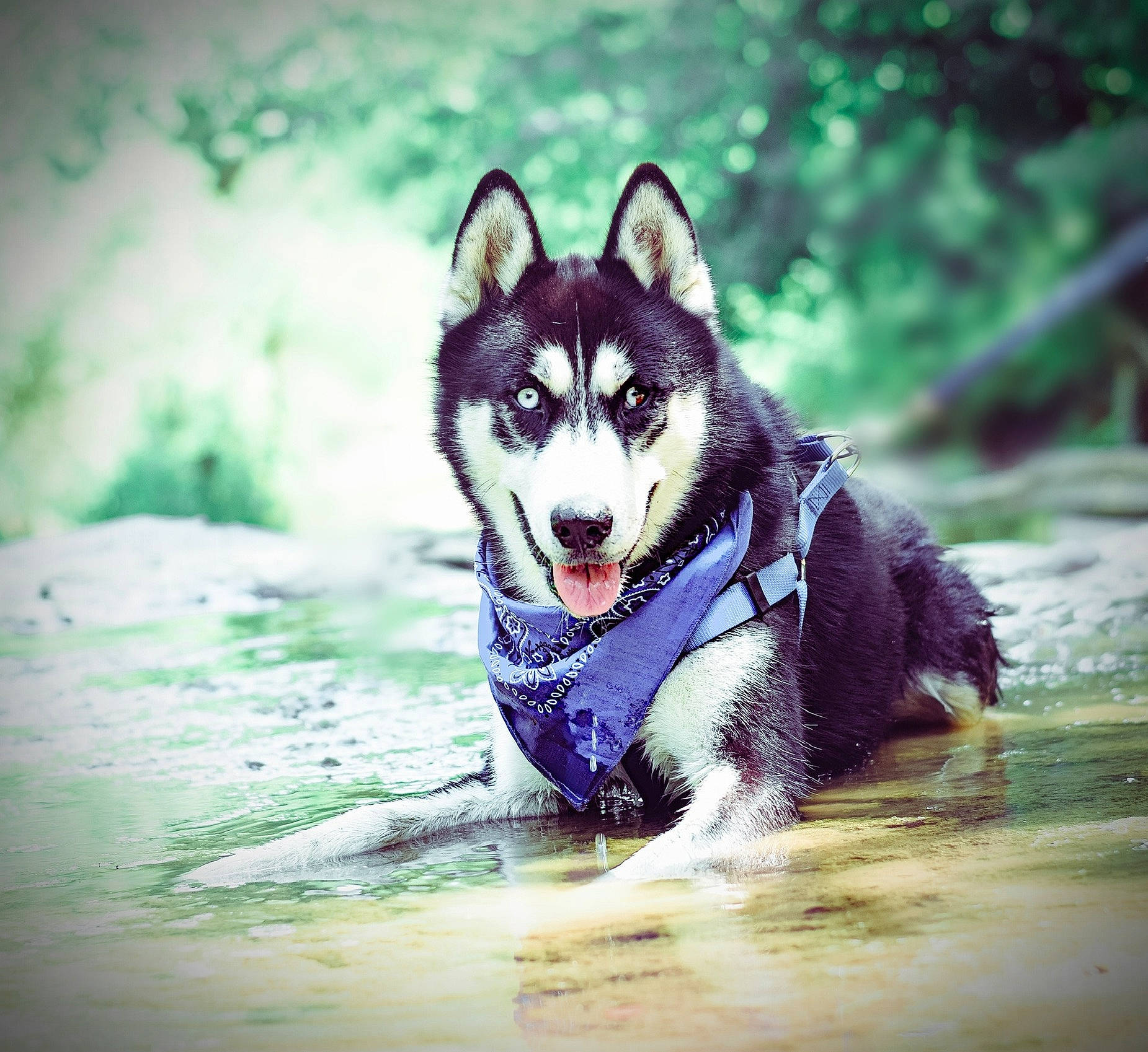Tipper is registered to the contest to win money with this photo: art, canidae, canis, carnivore, dog, dog_breed, flash_photography, fur, happy, herding_dog, plant, recreation, siberian_husky, sled_dog, sporting_group, stock_photography, tree, water, whiskers, wolf