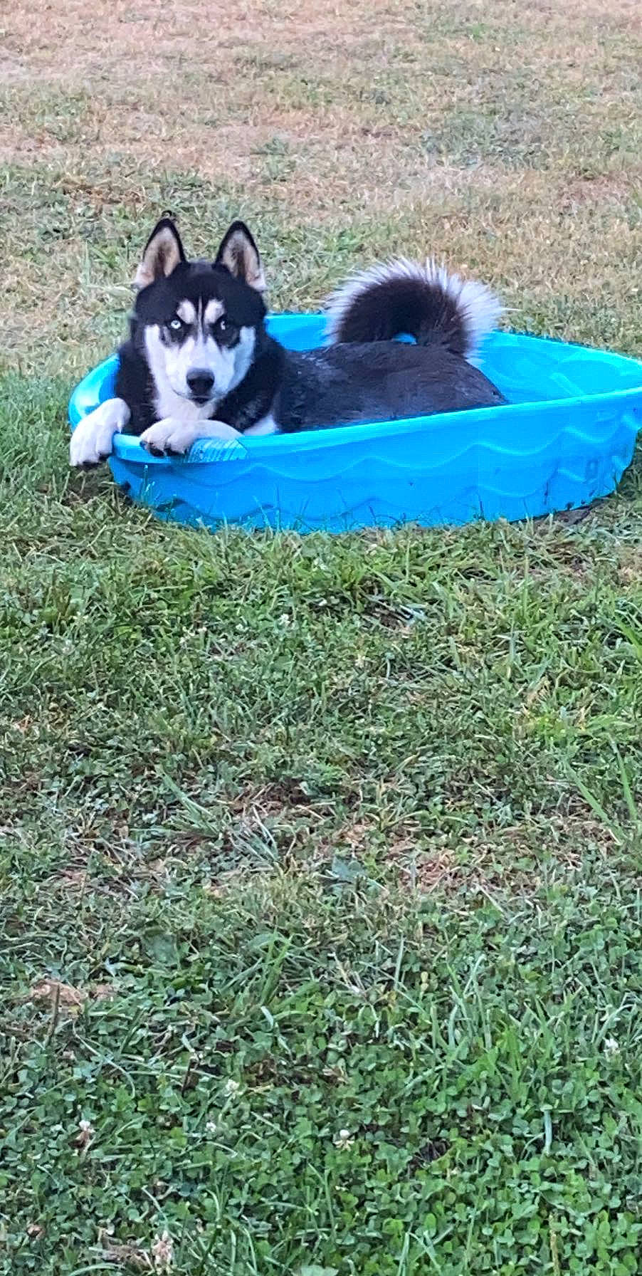 Tipper joined the competition — help win amazing prizes! canidae, carnivore, companion_dog, dog, dog_breed, dog_supply, electric_blue, foot, grass, groundcover, lawn, leisure, plant, sitting, sporting_group, tail, terrestrial_animal, tree, vehicle, working_animal