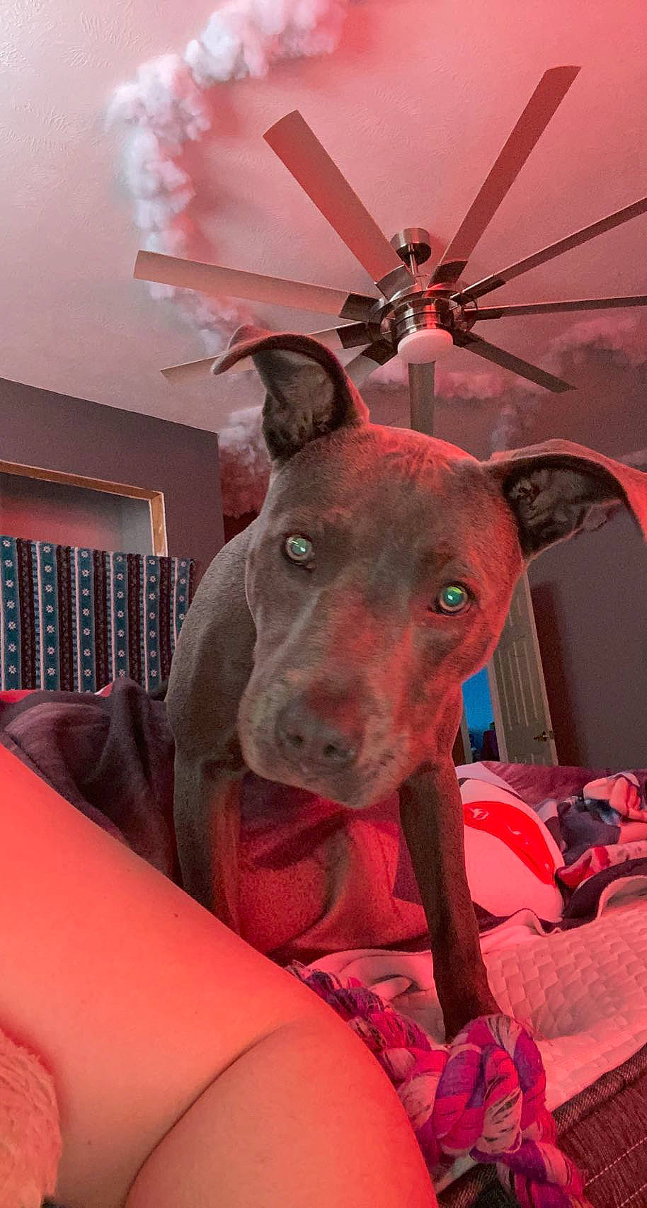 Bleu Rein joined the competition — help win amazing prizes! canidae, carmine, carnivore, collar, comfort, companion_dog, dog, dog_breed, dog_collar, fashion_accessory, fawn, hat, liver, party_hat, picture_frame, pink, red, snout, whiskers, working_animal