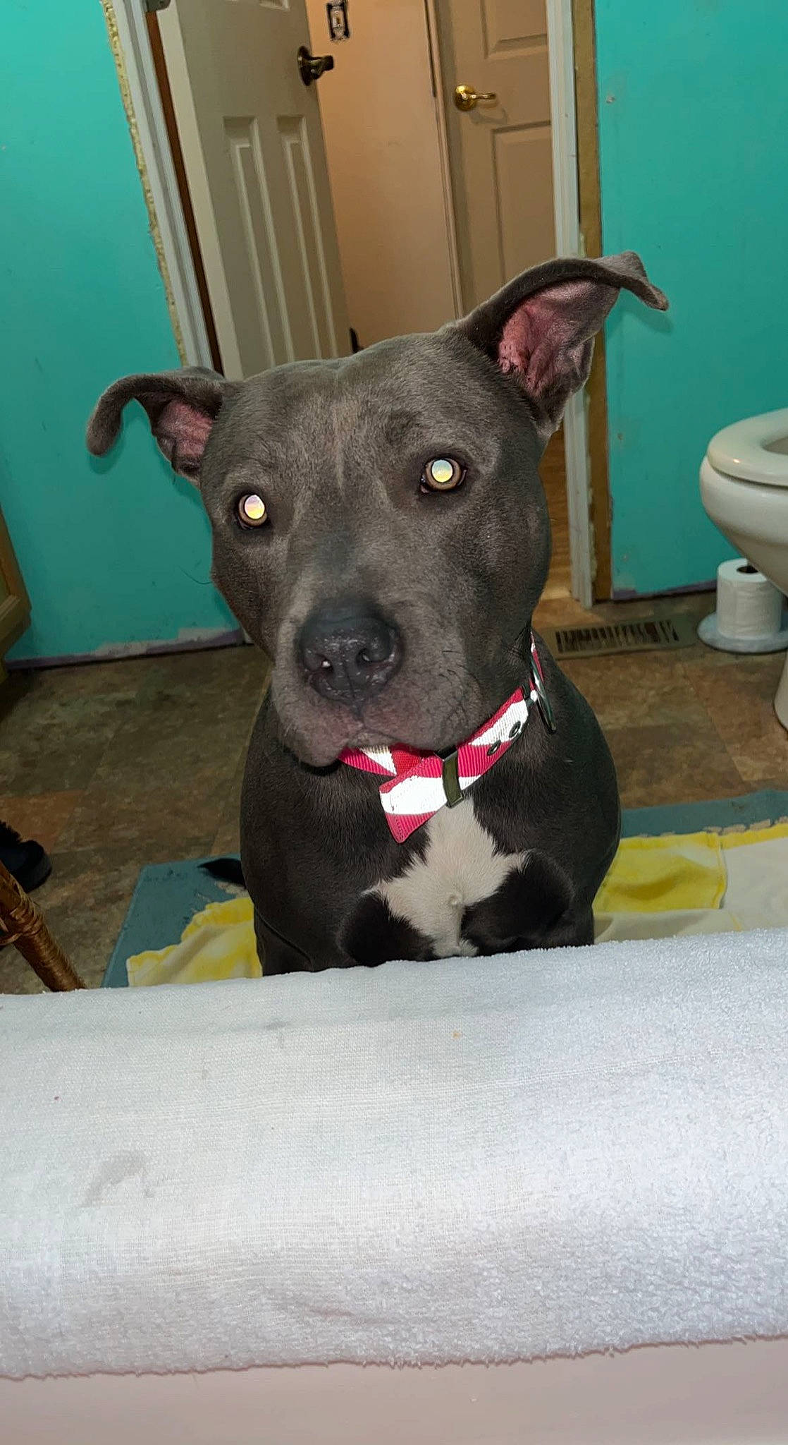 Bleu Rein joined the competition — help win amazing prizes! borador, canidae, carnivore, collar, companion_dog, dog, dog_breed, dog_collar, dog_supply, fawn, non_sporting_group, pet_supply, puppy, snout, sporting_group, terrestrial_animal, whiskers, working_animal