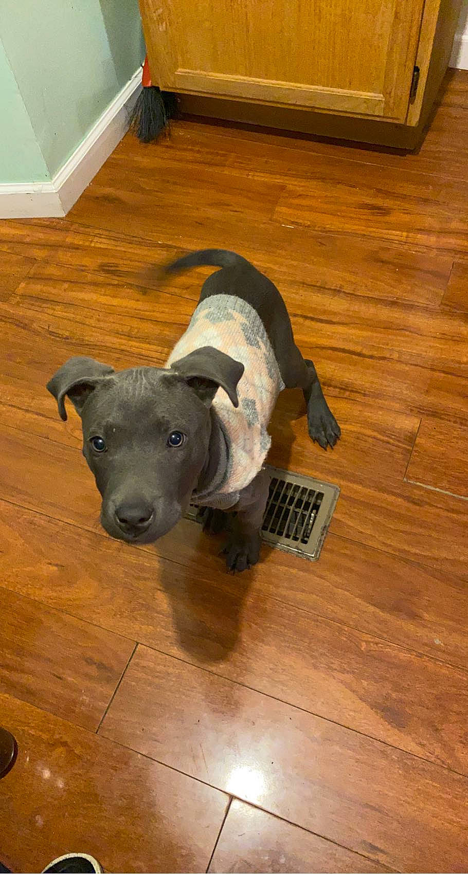 Bleu Rein is registered to the contest to win money with this photo: carnivore, collar, companion_dog, dog, dog_breed, dog_supply, floor, flooring, grey, hardwood, laminate_flooring, pet_supply, snout, tail, terrestrial_animal, varnish, wood, wood_flooring, wood_stain, working_animal