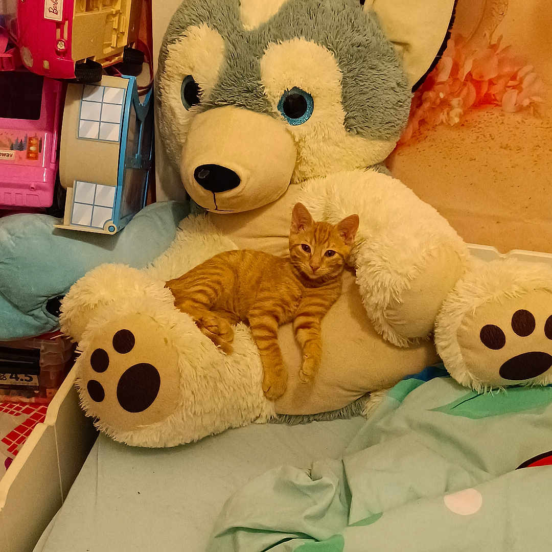 Caramel a rejoint le concours — aidez-le/la à gagner de superbes lots ! animal, architecture, bed, bedroom, blanket, building, cat, couch, cushion, furniture, homedecor, indoors, kitten, livingroom, person, pet, plush, room, teddybear, toy