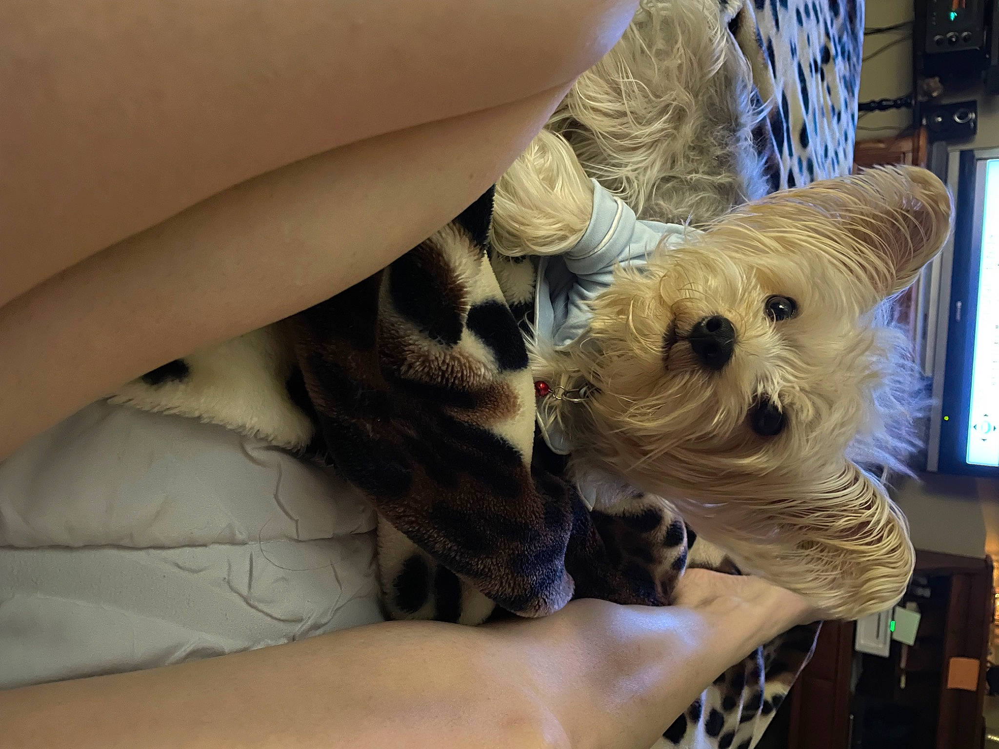 Chance joined the competition — help win amazing prizes! canidae, carnivore, comfort, companion_dog, corgi_chihuahua, dog, dog_breed, elbow, fawn, felidae, fur, human_leg, nail, small_terrier, sporting_group, terrier, thigh, toy_dog, working_animal, wrist