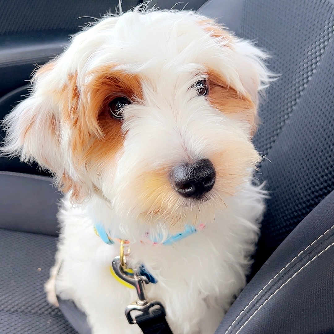 Remi is registered to the contest to win money with this photo: accessories, animal, belt, canine, car, car_interior, carseat, cockerspaniel, cushion, dog, homedecor, leash, pet, poodle, puppy, strap, terrier, transportation, vehicle, whitedog