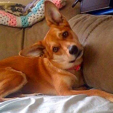 Jellybean is registered to the contest to win money with this photo: