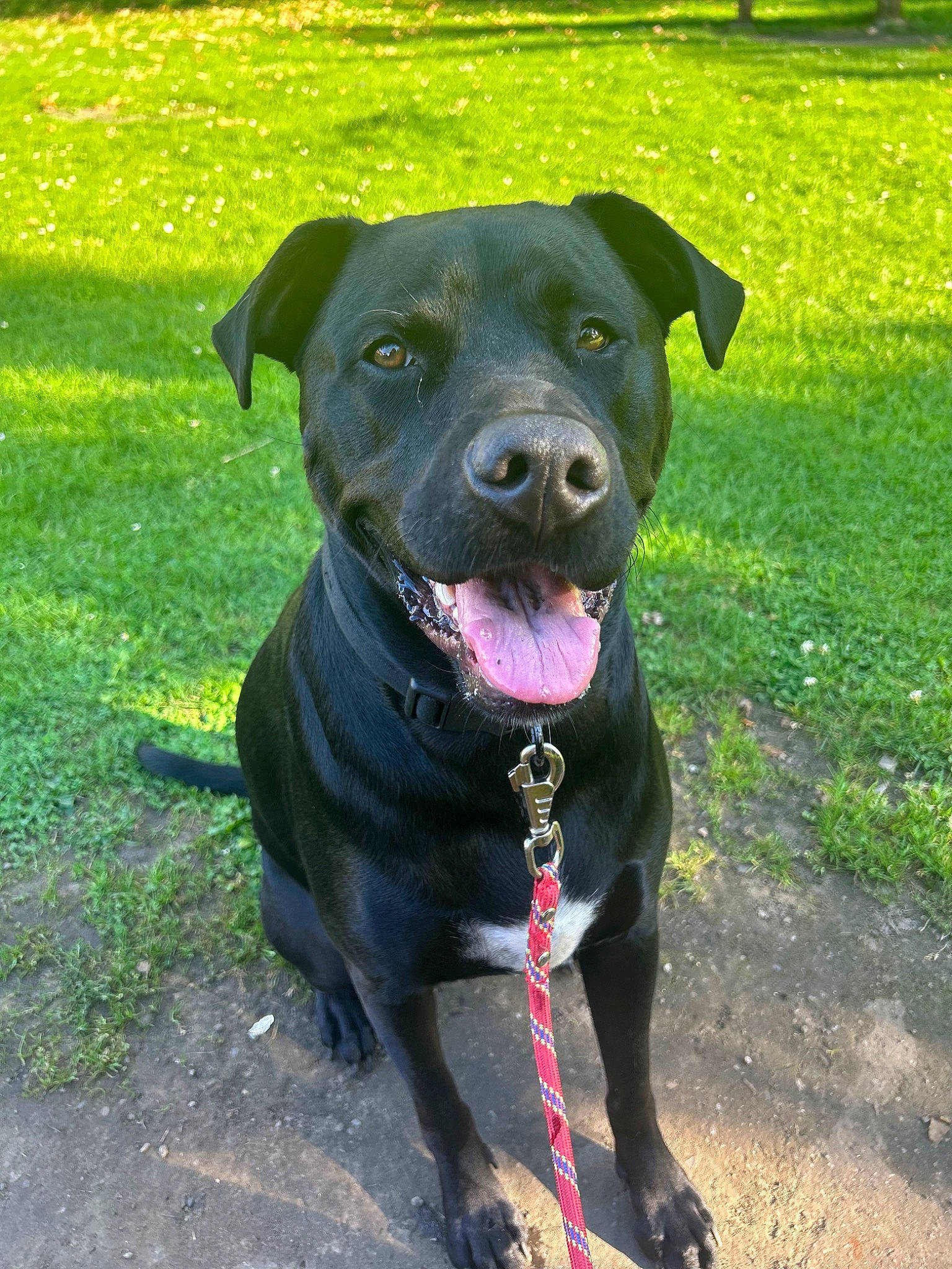 Gus a rejoint le concours — aidez-le/la à gagner de superbes lots ! borador, canidae, carnivore, collar, companion_dog, dog, dog_breed, dog_collar, fashion_accessory, fawn, grass, labrador_retriever, leash, pet_supply, plant, retriever, snout, sporting_group, working_animal, working_dog