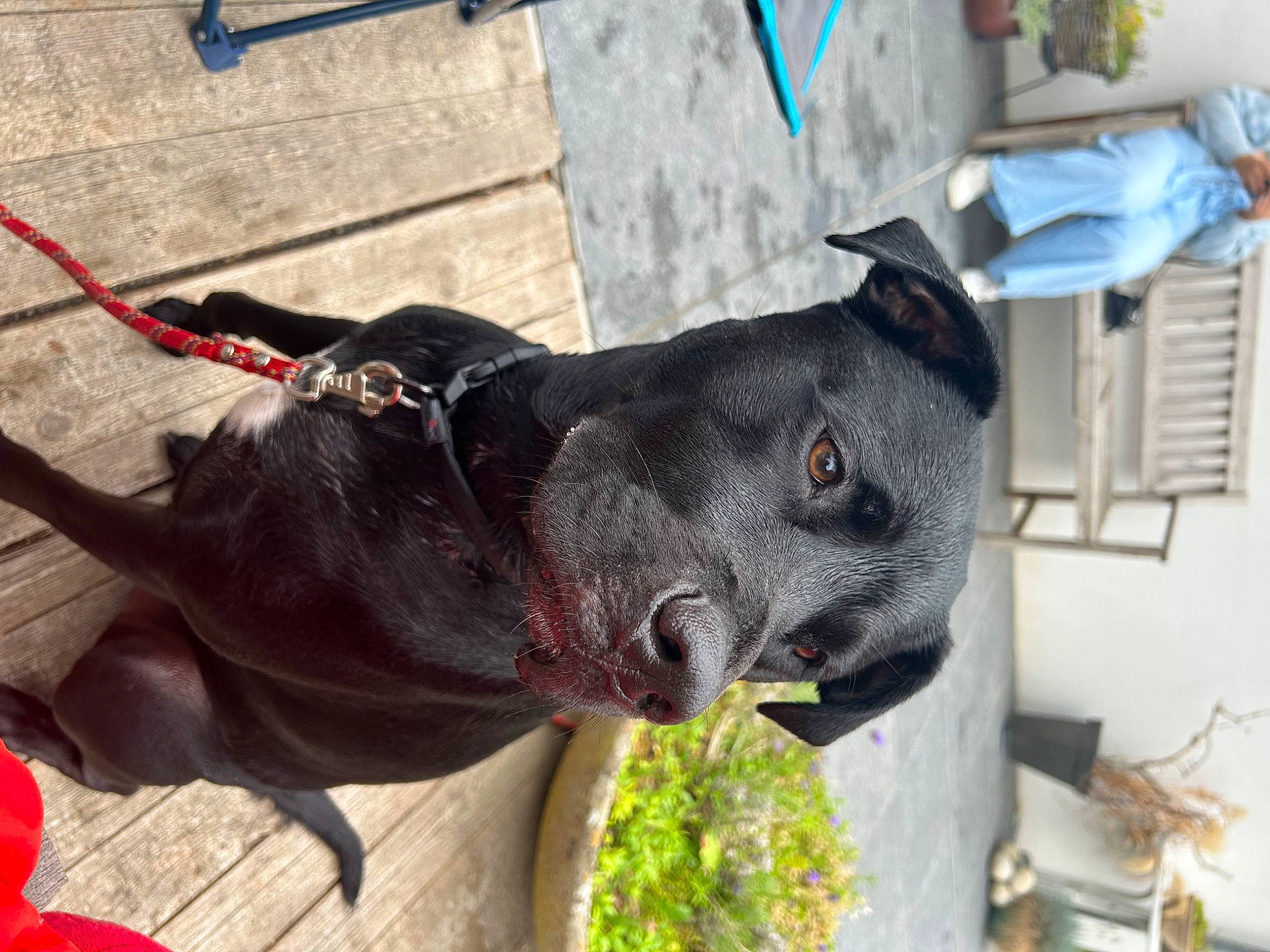 Gus a rejoint le concours — aidez-le/la à gagner de superbes lots ! canidae, carmine, carnivore, collar, dog, dog_breed, dog_collar, fashion_accessory, fawn, fur, liver, pet_supply, plant, red, sculpture, snout, sporting_group, tail, terrestrial_animal, working_animal