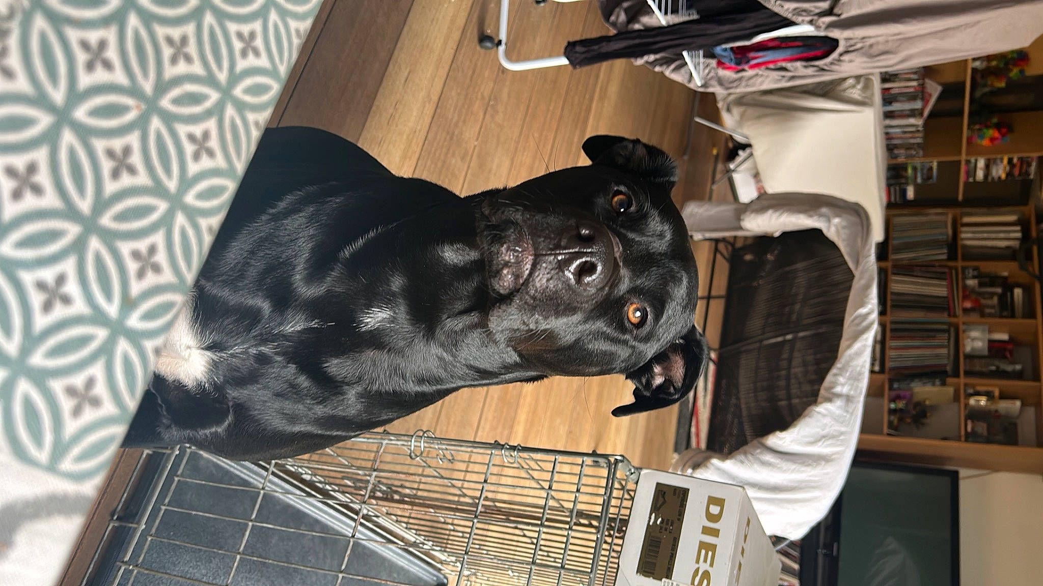 Gus participe au concours pour gagner de l'argent avec cette photo : animal_shelter, borador, cage, canidae, carnivore, collar, companion_dog, dog, dog_breed, felidae, flooring, fur, guard_dog, mammal, pet_supply, snout, sporting_group, tail, whiskers, working_animal