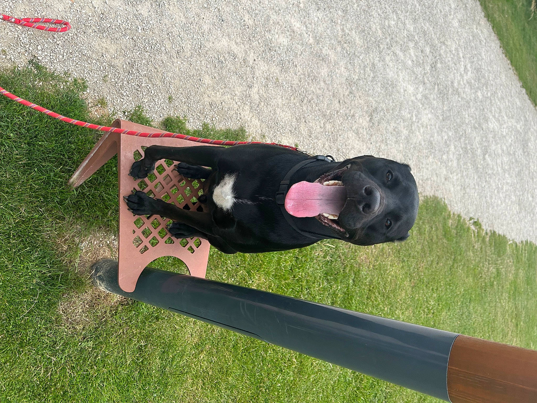 Gus participe au concours pour gagner de l'argent avec cette photo : grass, hat, lawn, leisure, physical_fitness, tree