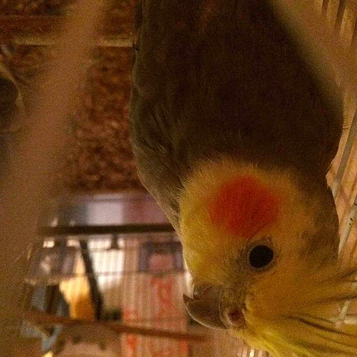 Cherry