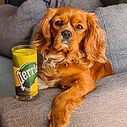 Tyna a rejoint le concours — aidez-le/la à gagner de superbes lots ! dog, couch, glass, beverage, pet, relaxing, indoors, furniture, brown_dog, canine, drink, lemon, drink_glass, home, cozy, sitting, looking, fur, paw, nose