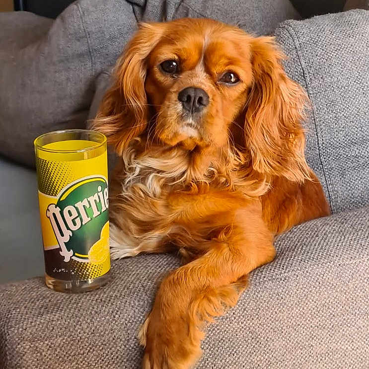 Tyna a rejoint le concours — aidez-le/la à gagner de superbes lots ! dog, couch, glass, beverage, pet, relaxing, indoors, furniture, brown_dog, canine, drink, lemon, drink_glass, home, cozy, sitting, looking, fur, paw, nose