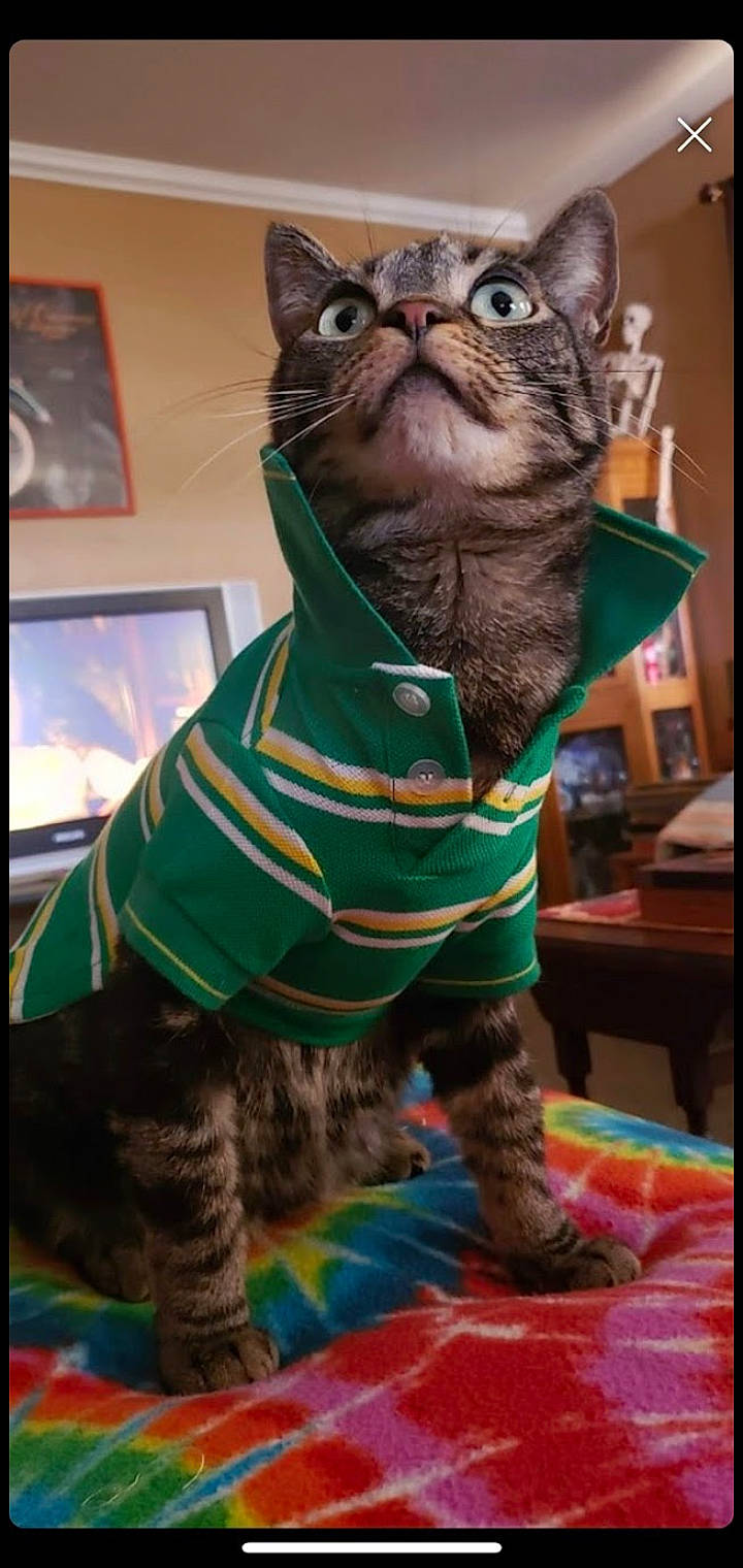 Stryper is registered to the contest to win money with this photo: carnivore, cat, costume, domestic_short_haired_cat, electric_blue, fashion_accessory, fawn, felidae, fur, grass, green, hat, personal_protective_equipment, rectangle, sleeve, small_to_medium_sized_cats, snout, tail, terrestrial_animal, whiskers