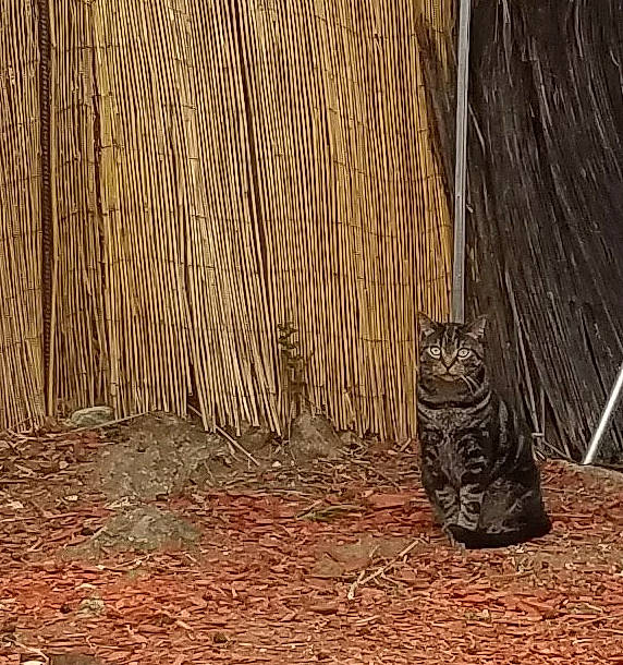 Stryper is registered to the contest to win money with this photo: adaptation, carnivore, cat, domestic_short_haired_cat, felidae, flooring, grass, grey, plant, road_surface, small_to_medium_sized_cats, snout, soil, tail, terrestrial_animal, tints_and_shades, tree, trunk, whiskers, wood