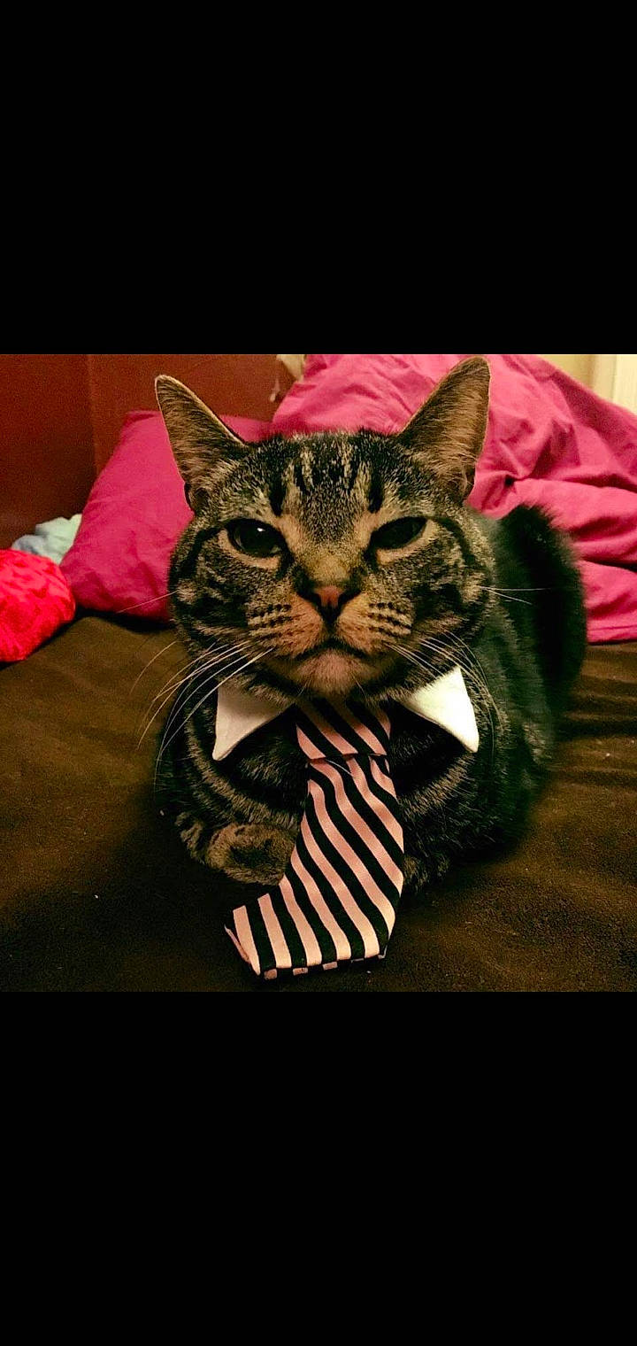 Stryper is registered to the contest to win money with this photo: carnivore, cat, domestic_short_haired_cat, eye, felidae, fur, grass, head, mammal, pattern, plant, sitting, sleeve, small_to_medium_sized_cats, snout, terrestrial_animal, tree, vertebrate, whiskers, wildlife