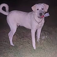 Apollo is registered to the contest to win money with this photo: dog, white_dog, grass, night, animal, pet, canine, shuttlecock, toy, collar, standing, outdoor, dark, flashlight, mammal, tail, mouth, chain, field, animal_portrait